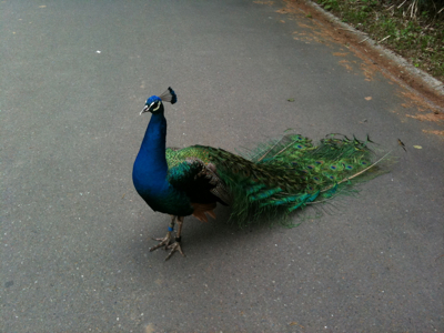 多摩動物公園