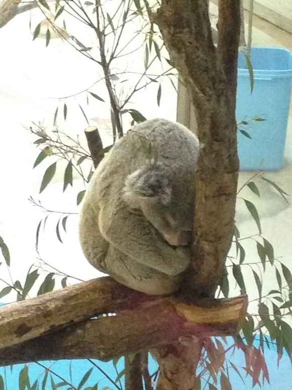 多摩動物公園